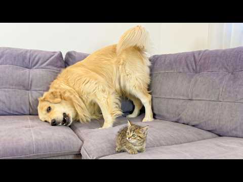 YouTube 썸네일
