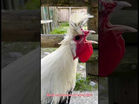 , title : '🐓🎶 Appenzeller Spitzhauben Hahn kräht - crowing rooster of the Swiss Appenzeller chicken #rooster'