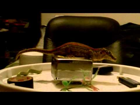 Habib gecko 3d scan proof of concept