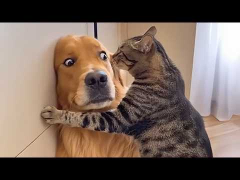 When Kitten Boss Around Big Dogs 🤣🐾 Funny Cat Videos 2026 Ever!