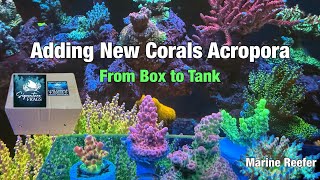 How to add New Corals to a Saltwater Reef Tank, Signature Frags.