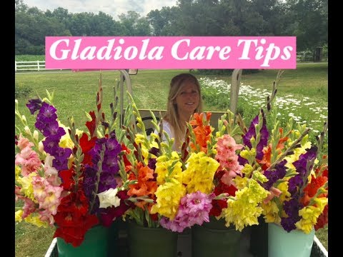 Gladiolus care tips