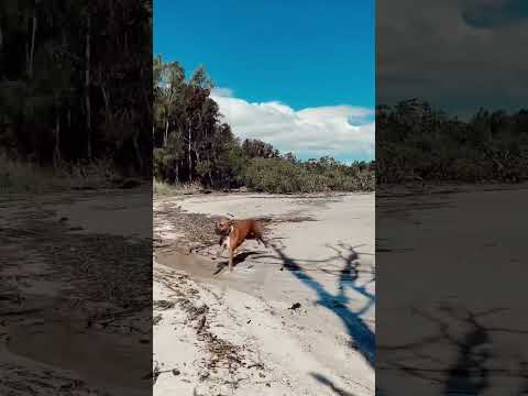 MUST VISIT: Dog beach, Port Stephens NSW. AmStaff & English Staffy off lead craziness.