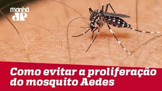 Como evitar a proliferação do mosquito Aedes