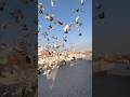 Yeh Hota Do Jano Mei Pigeon Bird Foryou Kabootar Shortsfeed Trending Viralvideo
