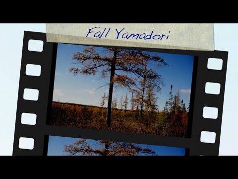Fall Yamadori 2021:  Dave's Bonsai E145