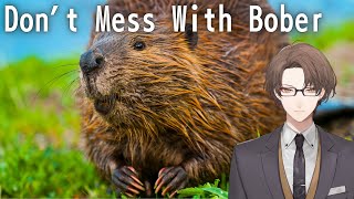 【Don't Mess With Bober】 わたくし VS ガチギレしているビーバー 【にじさんじ/加賀美ハヤト】