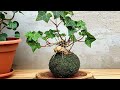 The Moss Masterclass: Build a Japanese-Style Oasis & Create Stunning Kokedama Displays