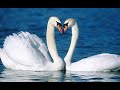 Swan Bird Documentary Australia A Swan Flying Swan Bird Documentary Live Swan Bird Flying