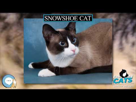 Snowshoe cat 🐱🦁🐯 EVERYTHING CATS 🐯🦁🐱