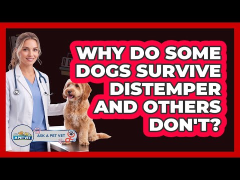 Why Do Some Dogs Survive Distemper And Others Don't? - Ask A Pet Vet