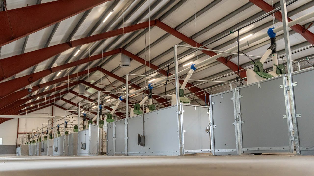 Ombygd ammekufjøs til slaktegrisfjøs