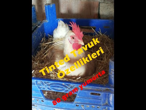 , title : 'Tinted Tavuk Özellikleri/XL Yumurta/80 gram yumurta'