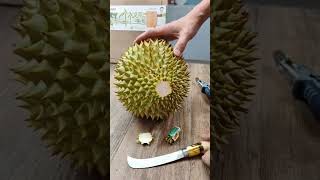 Download lagu ALAT SEDERHANA CARA MENGUPAS DURIAN SIMPEL DAN CEPAT#shorts @mediatanikhatulistiwa799 mp3
