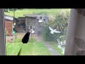 Seagulls Eating Cake In The Garden 20 06 21