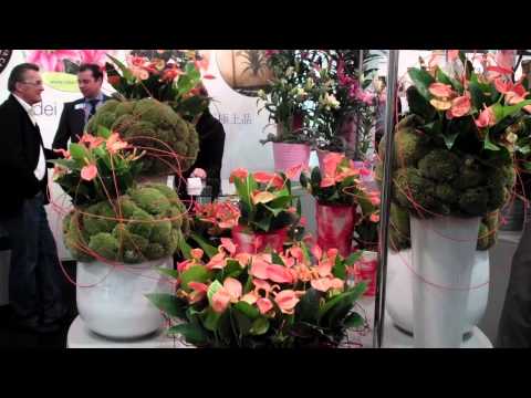 IPM 2012 - Breeders' Finest presentation