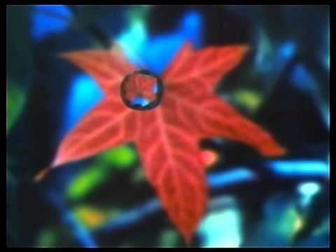 Lightning Seeds  -  Pure HD