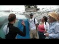 Feeding Killer Whales