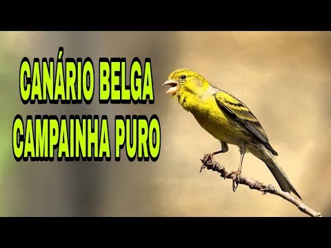 CANÁRIO BELGA CAMPAINHA PURO