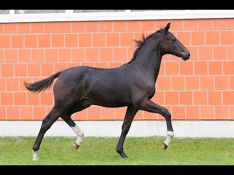 Hengstfohlen von Don Nobless