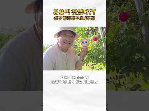 [2026 상주시 sns 서포터즈] 컬러헌팅:상주의 분홍을 찾아서(함창명주테마공원)
