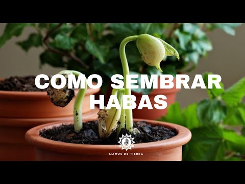 Te Explicamos Como Sembrar HABAS En Maceta Paso A Paso/clima, riego, plagas, cosecha etc.