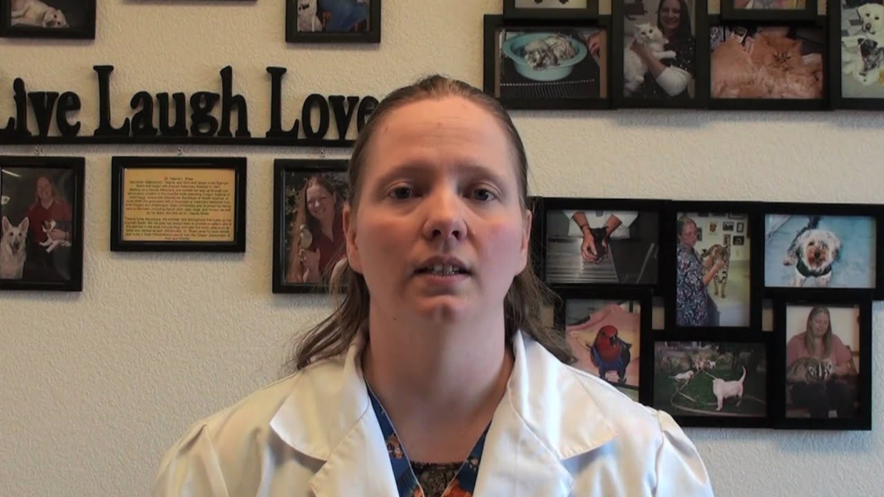 Dog Vaccinations - Overview and Core Vaccines