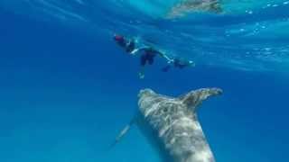 Pregnant mom meets wild dolphins in open ocean