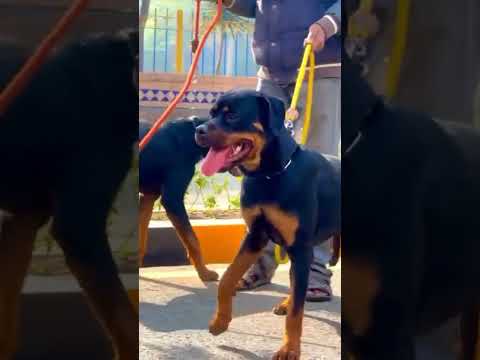 can you guess breed#short#viral#animal#trending#dog#farming#zoo#poultry#farming#dubai#hunt#viraldog#