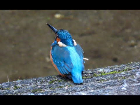 カワセミMOVIE 211121AM