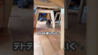 【子猫】テトが歩いていった先には…大きなキキとジジがいた🐈‍⬛🐈💕 #可愛い動物の赤ちゃん #猫 #うちの子猫