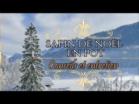 , title : 'Sapin de Noël en pot, comment l'entretenir jusqu'à la plantation'