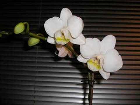 bob sinclar feat. jocelyn brown - you could be my lover