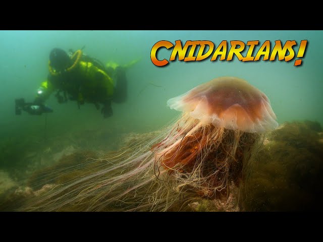 Video Pronunciation of cnidarians in English Video Pronunciation of cnidarians in English