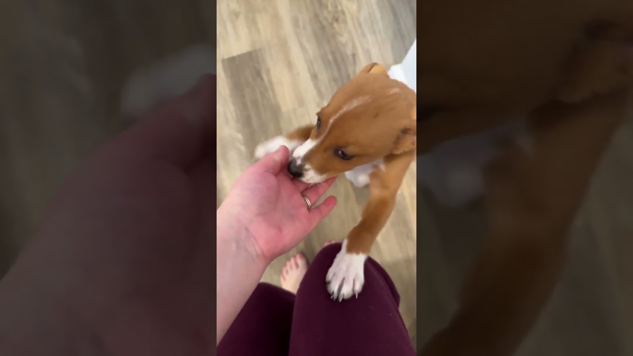 Wesson, a ADOPTABLE mixed breed in Myrtle Beach, SC video 2/6