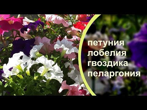 Цветение петуний на моем БАЛКОНЕ. Обязательно посадите у себя такие цветы!