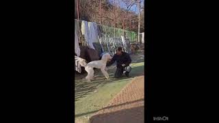 Video preview image #1 Poodle (Standard) Puppy For Sale in Seattle, WA, USA