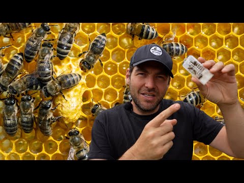 Queen Supersedure - Caught In The Act!