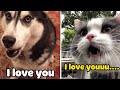 These Cats Can Speak English Better Than Humans