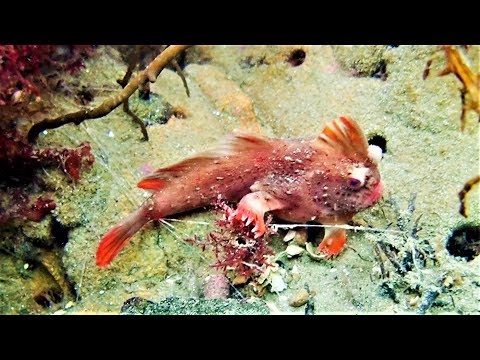 有種會走路的怪魚滅絕了，牠的近親也會步上後塵嗎？ - 國家地理雜誌官方網站｜探索自然、科學與文化的最佳權