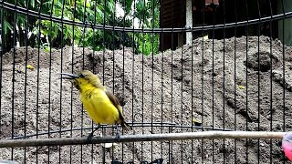 Download lagu CUKUP 1 MENIT!! SOGON BAHAN BAKALAN LANGSUNG NYAUT DAN IKUT GACOR mp3