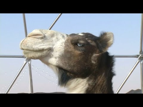 Schönheitswettbewerb: Botox führt zum Ausschluss mehrerer Kamele | DER SPIEGEL