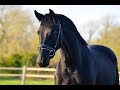 Jument - KWPN - 4 ans - Dressage - France