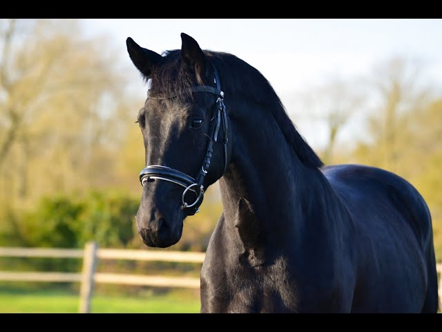 Jument - KWPN  - 4 ans - Dressage - France