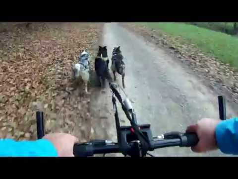 (4) DOGSCOOTING mit AUSSIE-Dreier-Gespann: Learning by doing für Hund & Mensch - Herbst 2014