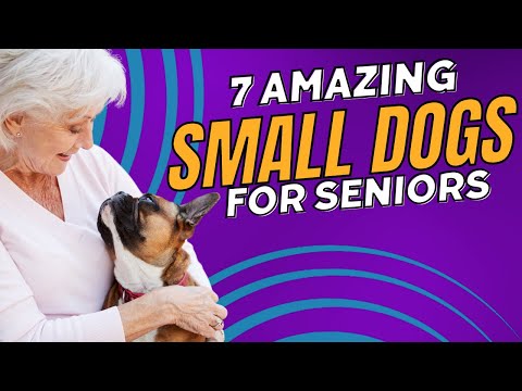 Here are the Top 7 Best Small Dog Breeds For Seniors