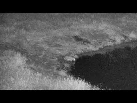 Djuma: Scrub Hare drinking - 18:24 - 08/05/18