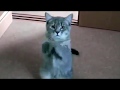 Grey And White Cat Meowing Unbelievably Cute
