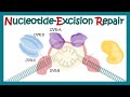 Nucleotide excision repair | NER | DNA repair mechanism animation| xeroderma pigmentosum| DNA repair