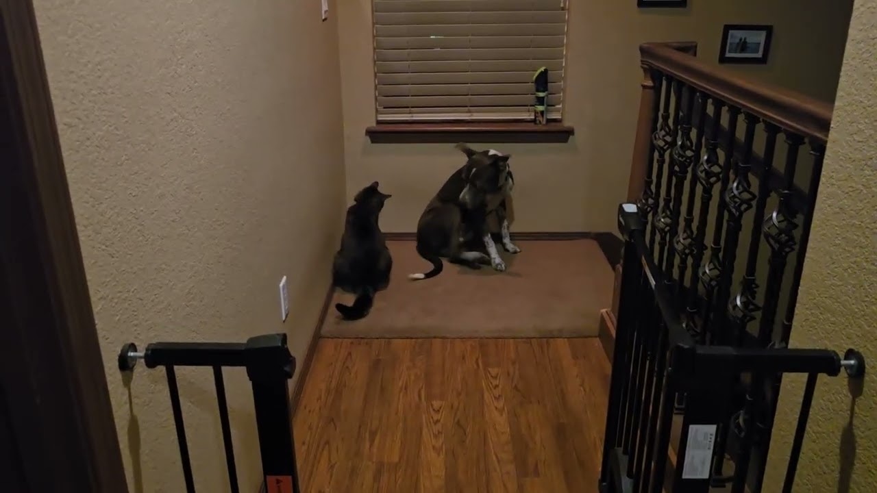 Taco, an adopted mixed breed in Olympia, WA video 4/6